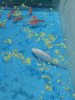 IMG_5222 Gold Fish and Cichlid.JPG