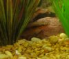 Fish 012.jpg