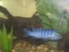 Cichlids 010.jpg