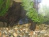 Cichlids 015.jpg