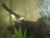 Cichlids 016.jpg