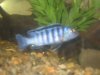 Cichlids 017.jpg