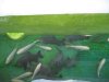 IMG_5236 After 2 Weeks.JPG
