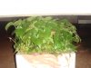 DSC00plant1.JPG
