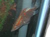Chinese Perch I.JPG