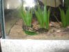 convicts 021.jpg