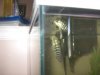 convicts 024.jpg
