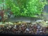 my fish 002.JPG