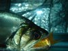 DSC00527.JPG
