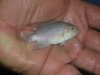 250g holding tank 024.jpg