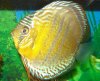 discus4.JPG