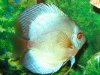 discus5.JPG