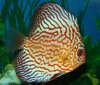 discus6.JPG