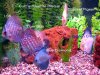 discus7.jpg