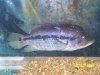 dovii 20 male 003 (Small).jpg
