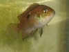 my newishkindaish fishish 002.jpg