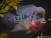 Flowerhorn (2).JPG