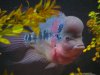 Flowerhorn (3).JPG