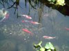 Pond Pics 022.jpg