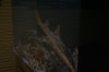 vegas and such 255.jpg