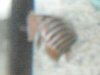 SDC10442.JPG