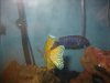 Fish 001.jpg