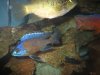 Fish 008.jpg
