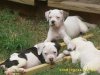 9 weeks old 003.jpg