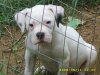 9 weeks old 013.jpg