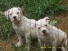 9 weeks old 016.jpg