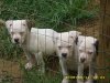 9 weeks old 014.jpg