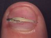 Miniature fish.jpg