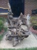 driftwood 002.jpg
