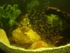 fish tank 019.jpg