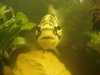 fish tank 023.jpg