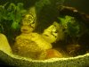 fish tank 021.jpg