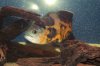 fish 1309 104.jpg