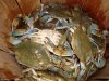 CRAB2.jpg