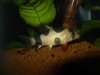 clown loach.JPG