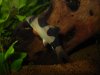 clown loach 2.JPG