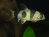 clown loach 3.JPG