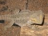 lizard (4)4.jpg