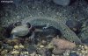 mudpuppy.jpg mudpuppy.jpg