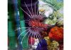 antennata lionfish1.jpg