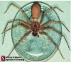 brown_recluse1.jpg