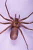 hobo%20kit%20brown%20recluse%20big.jpg