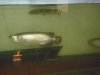 jar+bichir.JPG