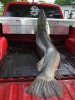Alligator GAR 07Apr 035.jpg