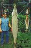 large-alligator-gar.jpg