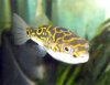 180px-Figure8pufferfish.jpg